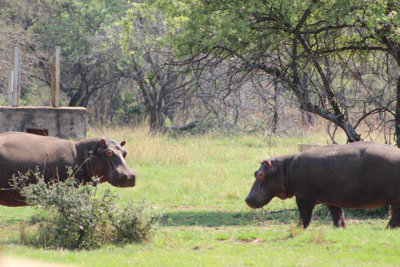شقة Wilgeboomsdrift Safaris موديمول المظهر الخارجي الصورة